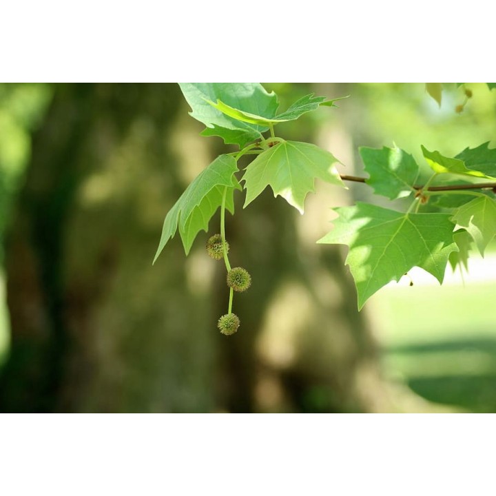 Platan klonolistny sadzonka 200–400 cm | Piękna łuszcząca się kora, odbiór osobisty