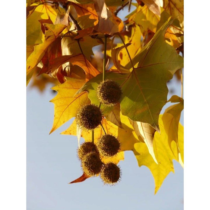 Platan klonolistny sadzonka 200–400 cm | Piękna łuszcząca się kora, odbiór osobisty