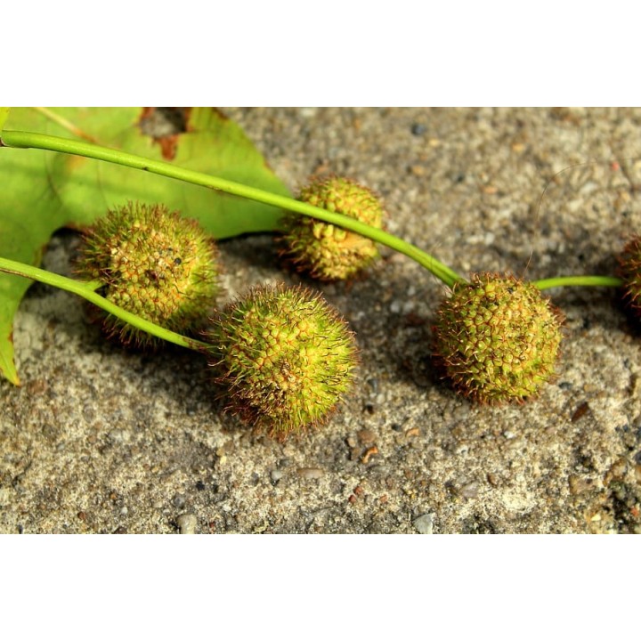 Platan klonolistny sadzonka 200–400 cm | Piękna łuszcząca się kora, odbiór osobisty