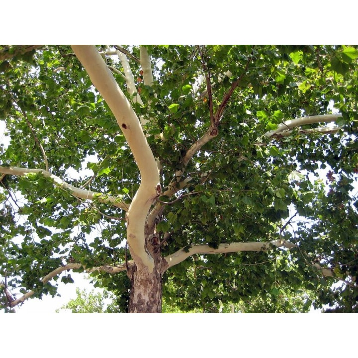 Platan klonolistny sadzonka 200–400 cm | Piękna łuszcząca się kora, odbiór osobisty