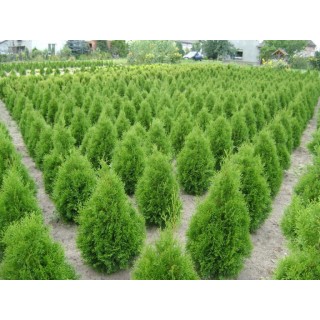 Tuja Szmaragd 40–50 cm P9 – Gotowa sadzonka na żywopłot, zielony mur przez cały rok