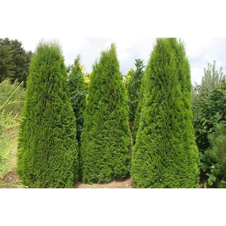 Tuja Szmaragd 10x P9 40-50 cm – Gotowy, Gęsty Żywopłot, Sadzonki z Paszportem