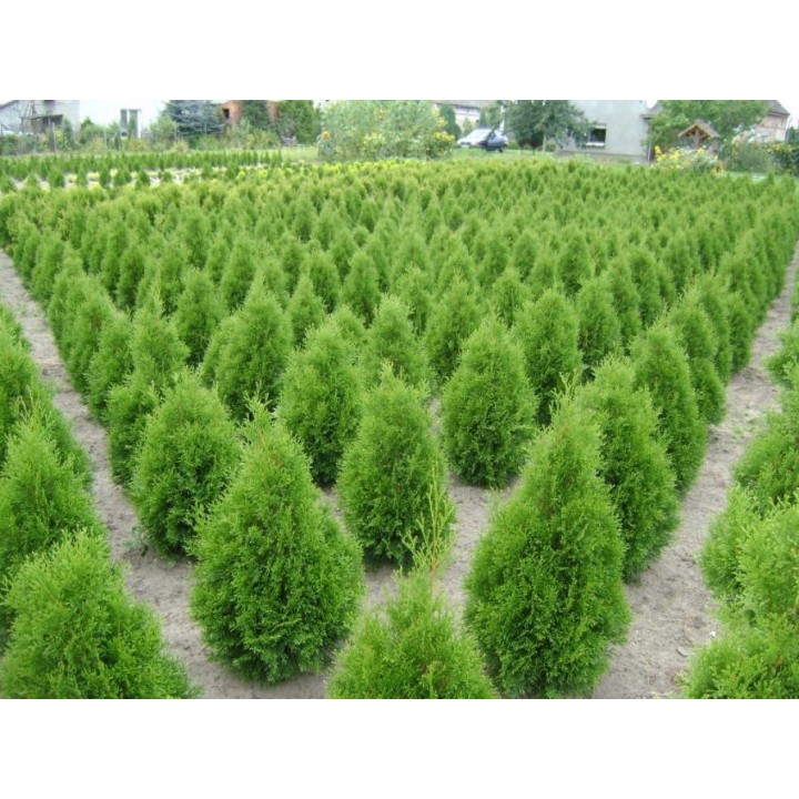 Tuja Szmaragd 10x P9 40-50 cm – Gotowy, Gęsty Żywopłot, Sadzonki z Paszportem