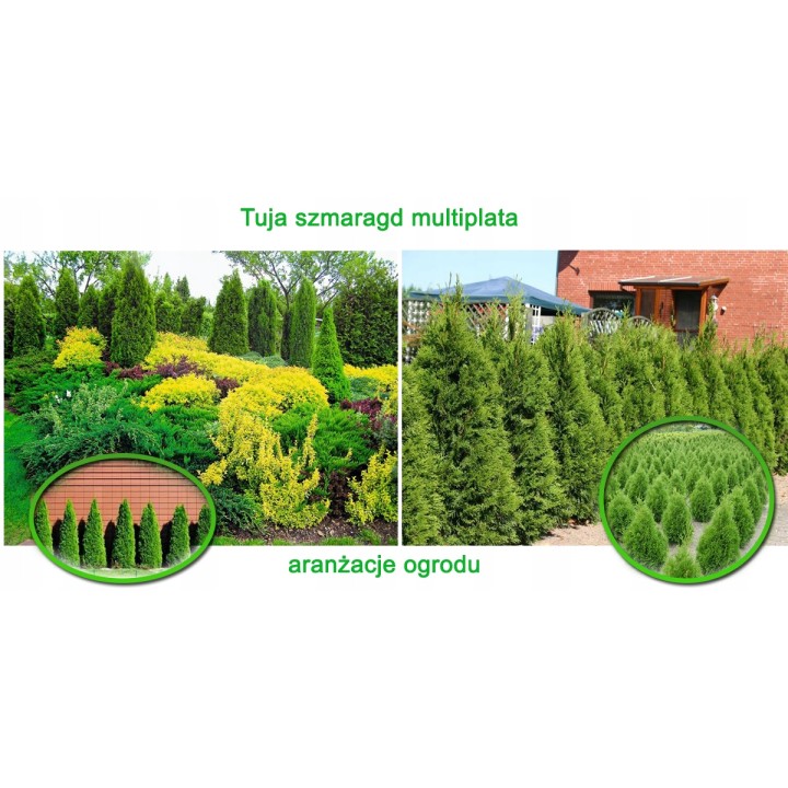 Tuja Szmaragd 10x P9 40-50 cm – Gotowy, Gęsty Żywopłot, Sadzonki z Paszportem