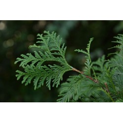 Tuja Szmaragd sadzonki 40-50 cm, P9 - zestaw 10 szt. na żywopłot