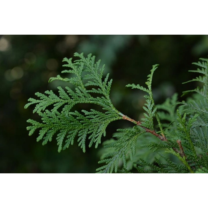 Tuja Szmaragd 10x 40–50 cm | Gotowe sadzonki na żywopłot – certyfikowana szkółka