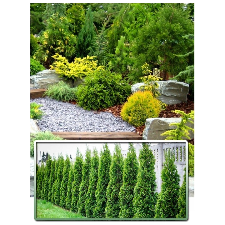 Tuja Szmaragd 10x P9 40-50 cm – Gotowy, Gęsty Żywopłot, Sadzonki z Paszportem