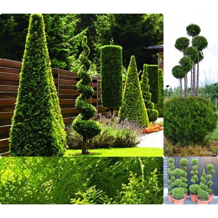 Tuja Szmaragd 40–50 cm P9 – Gotowa sadzonka na żywopłot, zielony mur przez cały rok