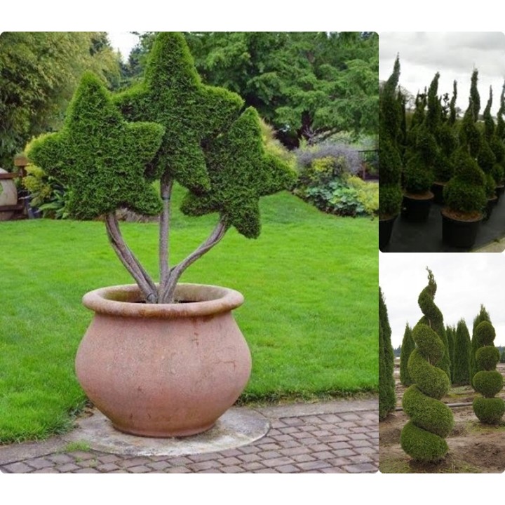 Tuja Szmaragd 10x P9 40-50 cm – Gotowy, Gęsty Żywopłot, Sadzonki z Paszportem