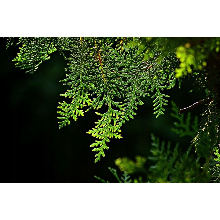 Tuja Szmaragd 10x 40–50 cm | Gotowe sadzonki na żywopłot – certyfikowana szkółka