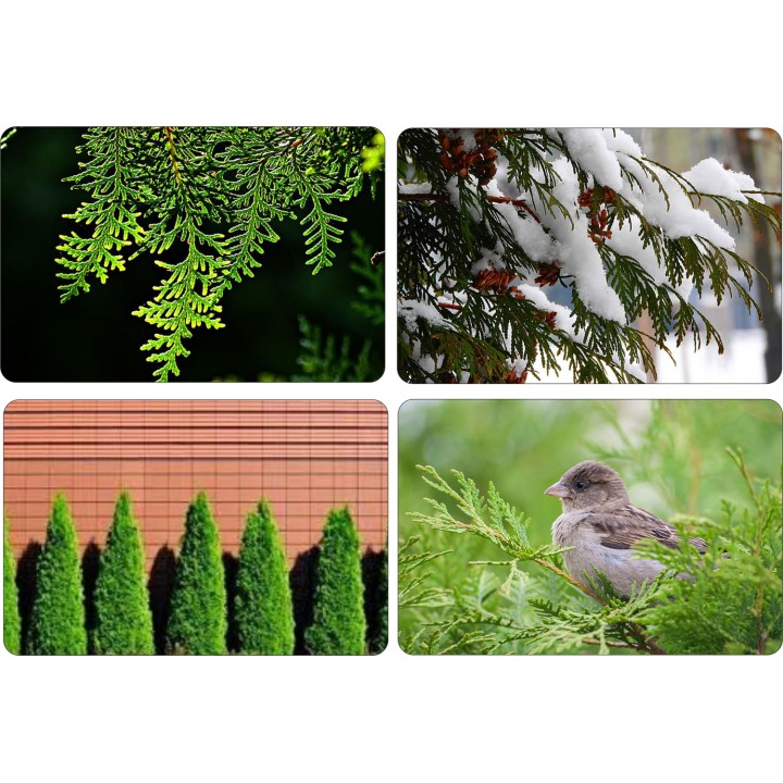 Tuja Szmaragd 10x 40–50 cm | Gotowe sadzonki na żywopłot – certyfikowana szkółka