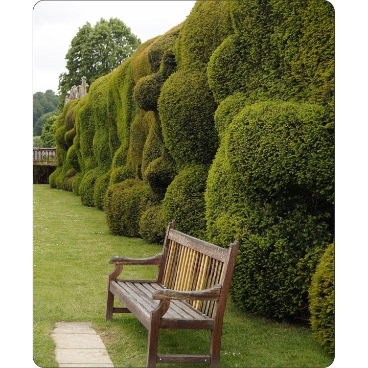 Tuja Szmaragd 10x 40–50 cm | Gotowe sadzonki na żywopłot – certyfikowana szkółka