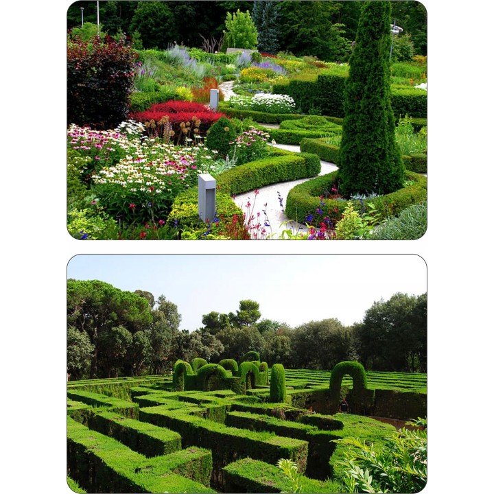 Tuja Szmaragd 10x 40–50 cm | Gotowe sadzonki na żywopłot – certyfikowana szkółka