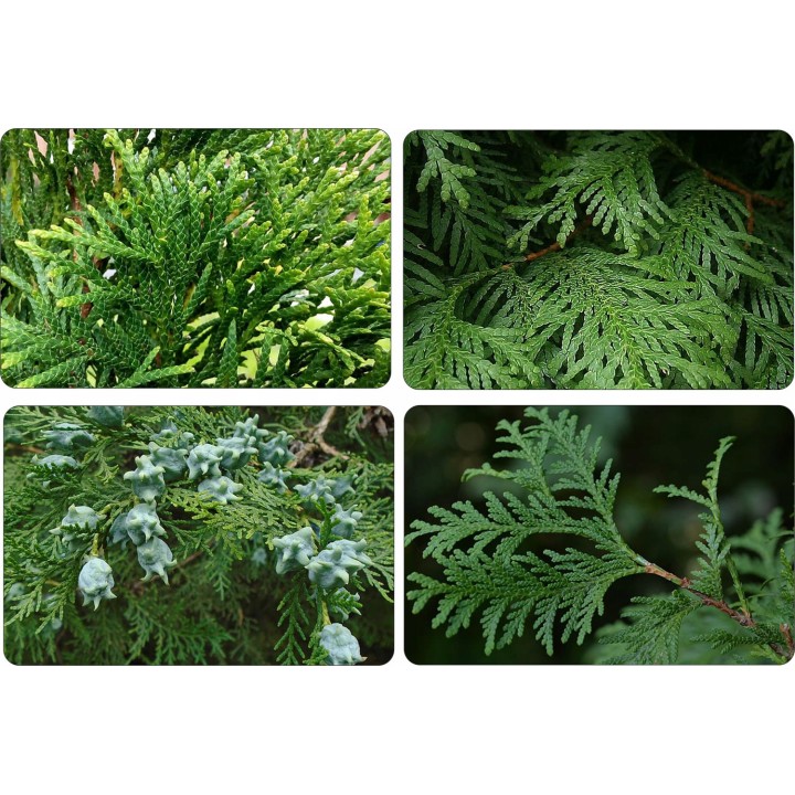 Tuja Szmaragd 120-140 cm – Duża, Zdrowa Sadzonka do Żywopłotu (odbiór osobisty)