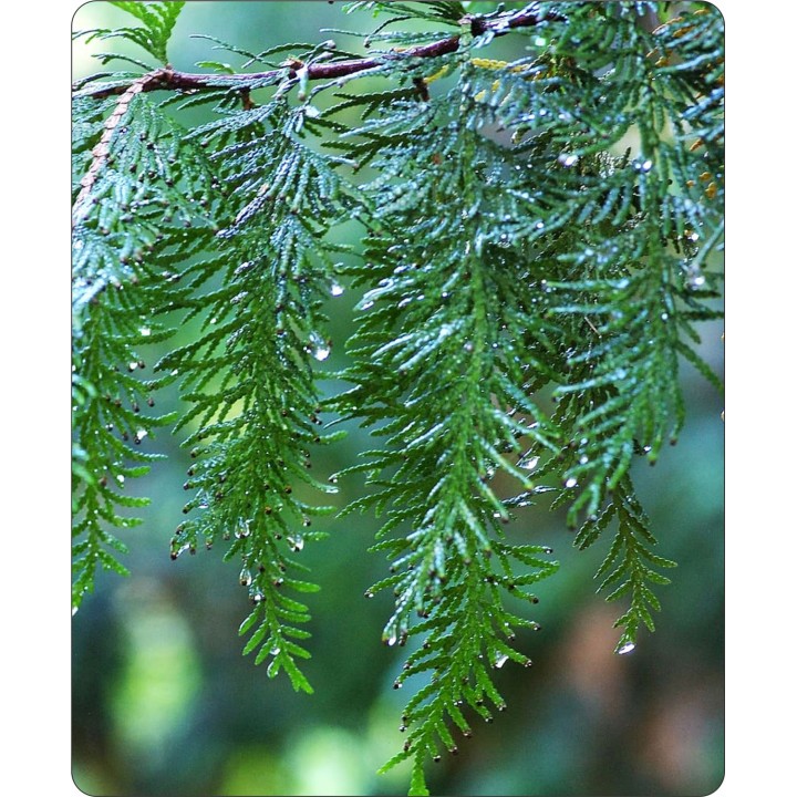 Tuja Szmaragd 120-140 cm – Duża, Zdrowa Sadzonka do Żywopłotu (odbiór osobisty)