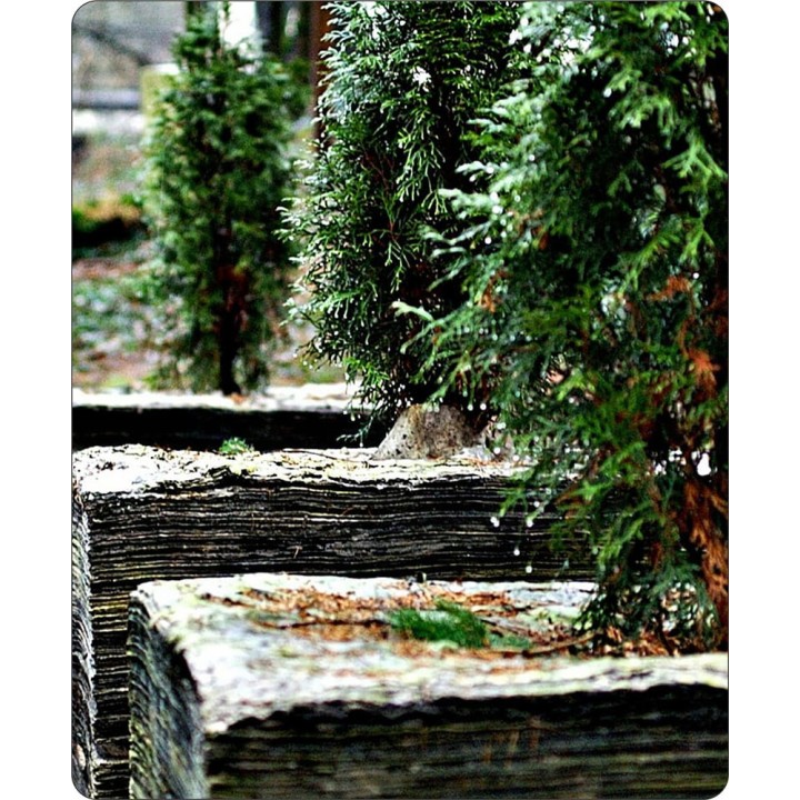 Tuja Szmaragd 120-140 cm – Duża, Zdrowa Sadzonka do Żywopłotu (odbiór osobisty)