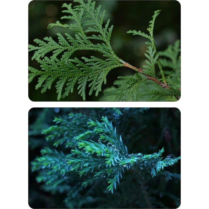 Tuja Szmaragd 120-140 cm – Duża, Zdrowa Sadzonka do Żywopłotu (odbiór osobisty)