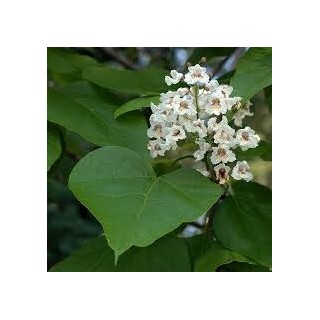 Surmia (Katalpa) Catalpa bignonioides — sadzonka 120–180 cm, egzotyczne liście, kwiaty białe