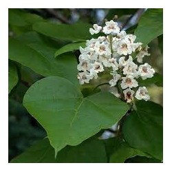 Katalpa Surmia (Catalpa bignonioides) sadzonka wys. 120-180 cm