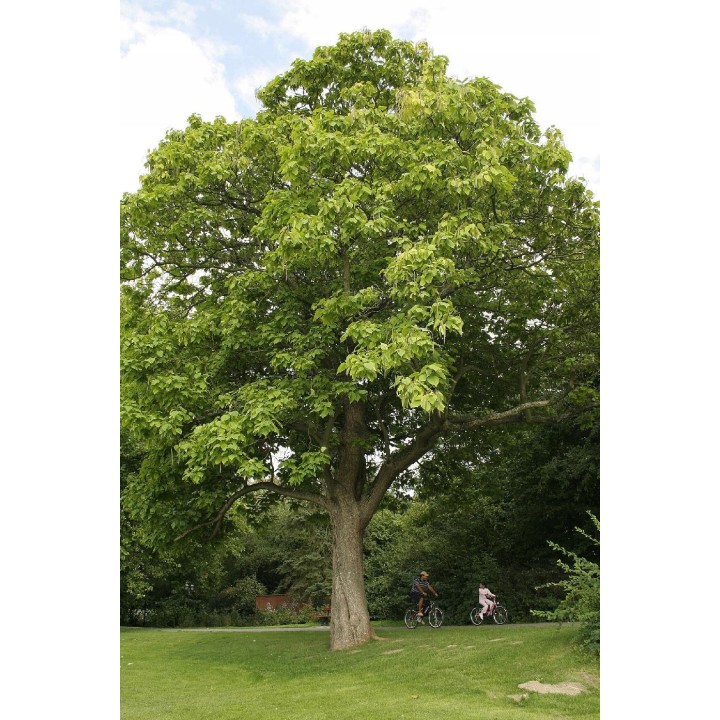 Surmia (Katalpa) Catalpa bignonioides — sadzonka 120–180 cm, egzotyczne liście, kwiaty białe