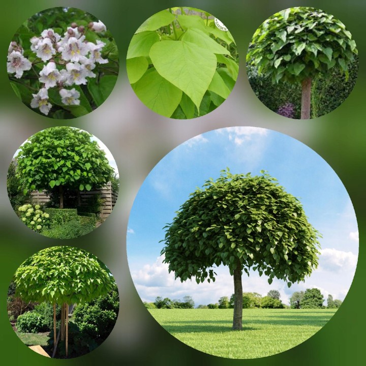 Surmia (Katalpa) Catalpa bignonioides — sadzonka 120–180 cm, egzotyczne liście, kwiaty białe