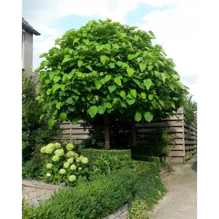 Surmia (Katalpa) Catalpa bignonioides — sadzonka 120–180 cm, egzotyczne liście, kwiaty białe