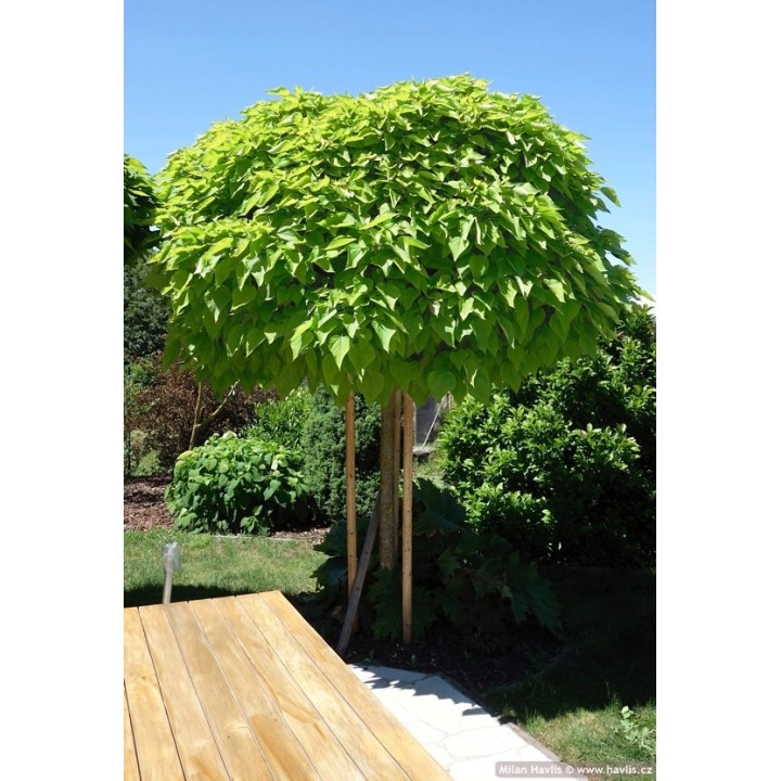 Surmia (Katalpa) Catalpa bignonioides — sadzonka 120–180 cm, egzotyczne liście, kwiaty białe