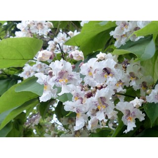 Pakiet 10x Katalpa Surmia 120–180 cm – miododajna, odstrasza komary, odbiór osobisty