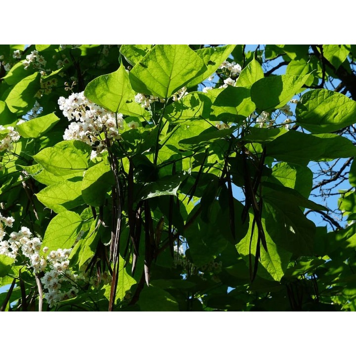 Pakiet 10x Katalpa Surmia 120–180 cm – miododajna, odstrasza komary, odbiór osobisty