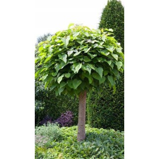 Katalpa Surmia Catalpa 120-180 cm - SadzonkiDrzew.pl