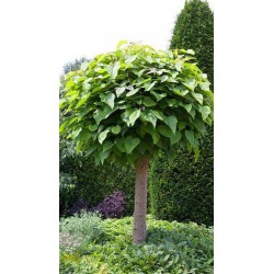 Katalpa Surmia (Catalpa bignonioides) sadzonka wys. 120-180 cm