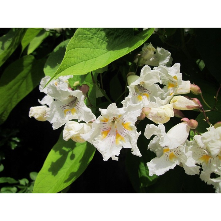 Pakiet 10x Katalpa Surmia 120–180 cm – miododajna, odstrasza komary, odbiór osobisty