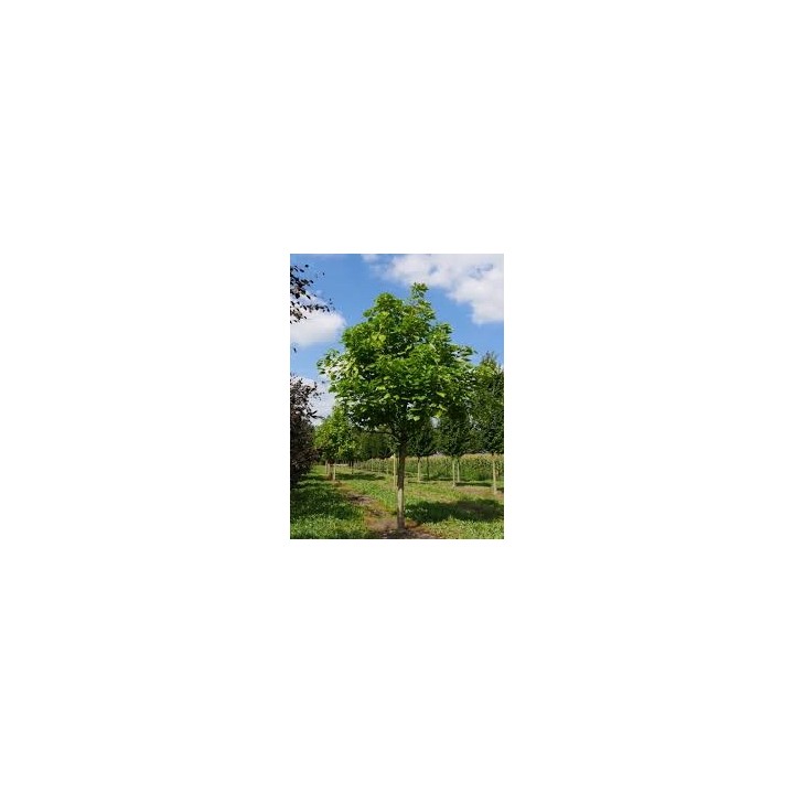 Surmia (Katalpa) Catalpa bignonioides — sadzonka 120–180 cm, egzotyczne liście, kwiaty białe