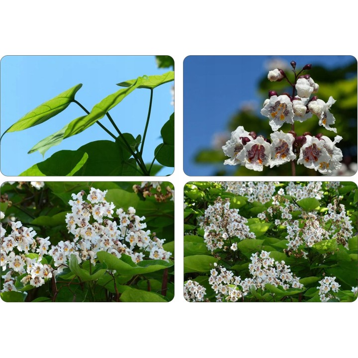 Pakiet 10x Katalpa Surmia 120–180 cm – miododajna, odstrasza komary, odbiór osobisty