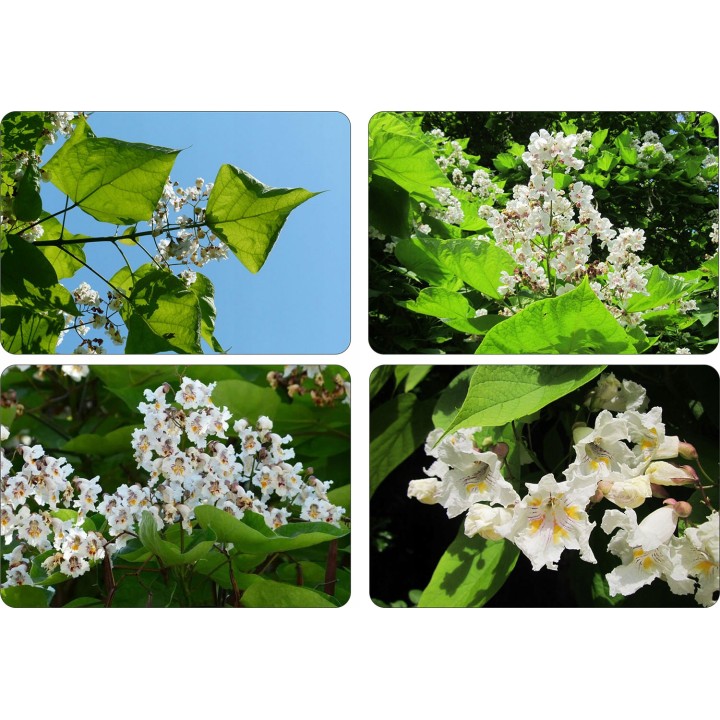 Pakiet 10x Katalpa Surmia 120–180 cm – miododajna, odstrasza komary, odbiór osobisty