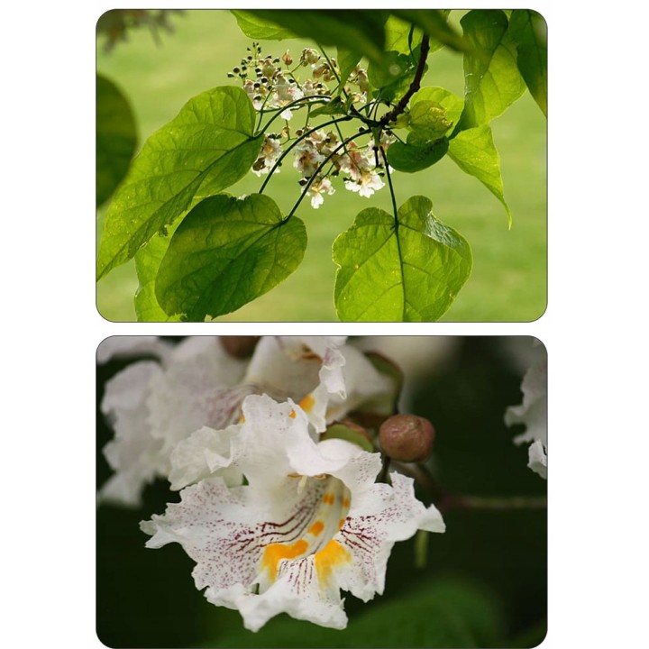 Pakiet 10x Katalpa Surmia 120–180 cm – miododajna, odstrasza komary, odbiór osobisty