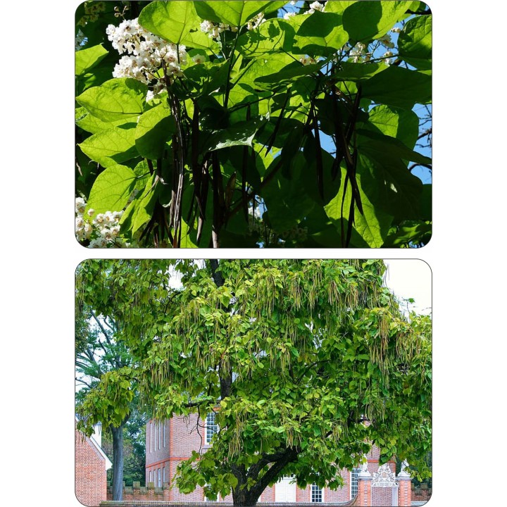 Pakiet 10x Katalpa Surmia 120–180 cm – miododajna, odstrasza komary, odbiór osobisty