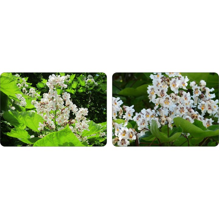 Pakiet 10x Katalpa Surmia 120–180 cm – miododajna, odstrasza komary, odbiór osobisty