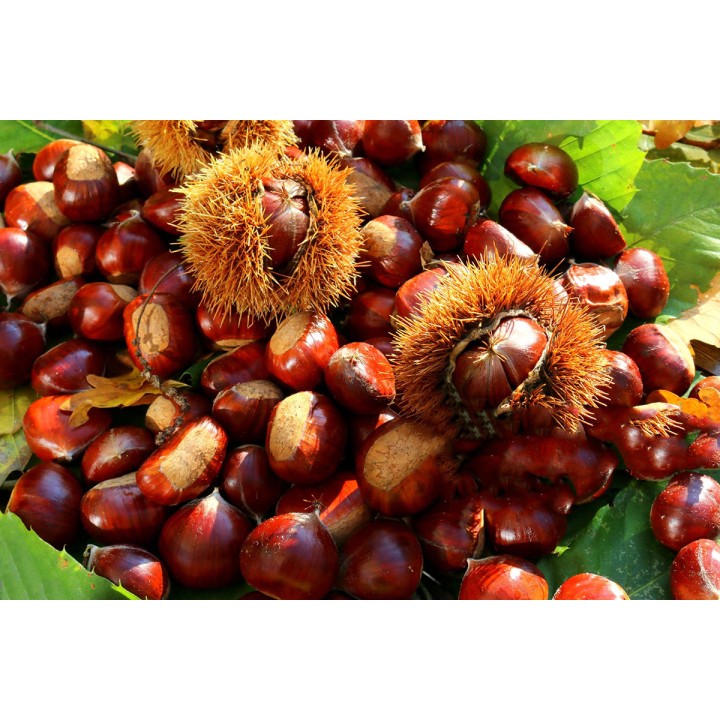 Kasztan jadalny 50–60 cm – Sadzonka premium, smaczne orzechy do pieczenia