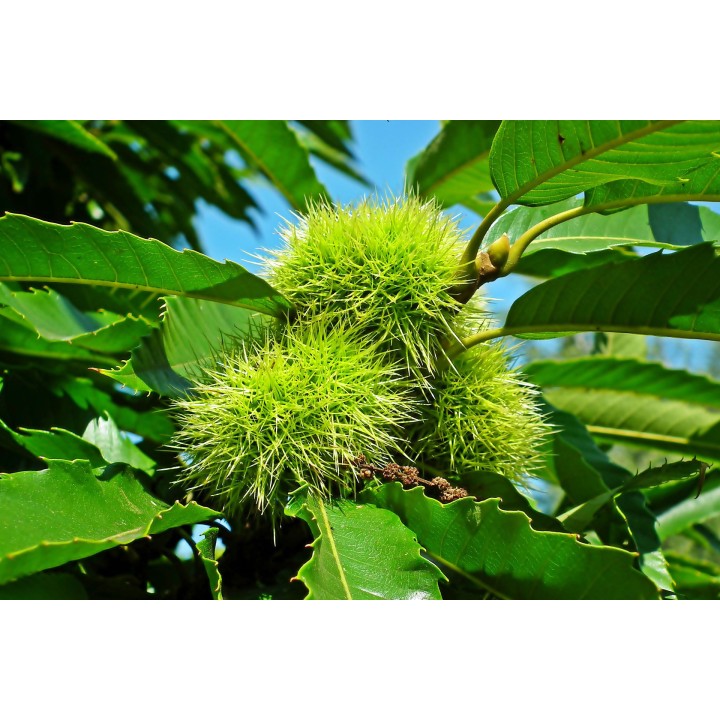 Kasztan jadalny 50–60 cm – Sadzonka premium, smaczne orzechy do pieczenia