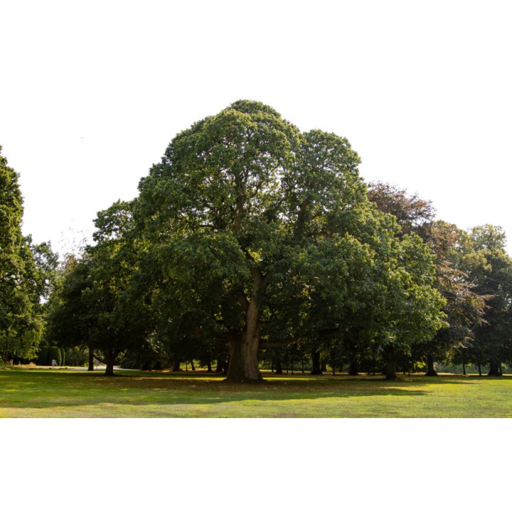 Kasztan jadalny 50–60 cm – Sadzonka premium, smaczne orzechy do pieczenia