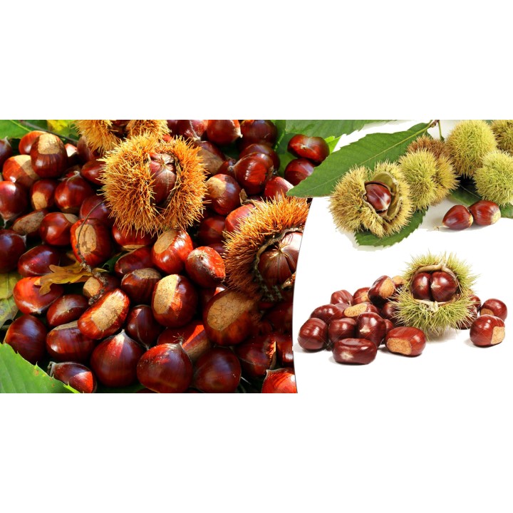 Kasztan jadalny 50–60 cm – Sadzonka premium, smaczne orzechy do pieczenia