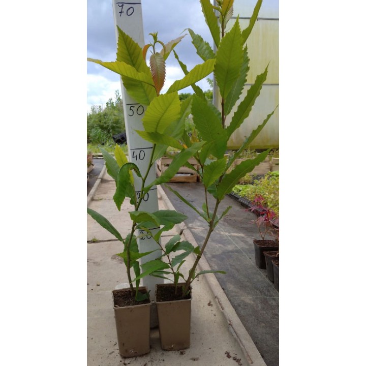 Kasztan jadalny 50–60 cm – Sadzonka premium, smaczne orzechy do pieczenia