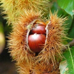 Kasztan jadalny Castanea sativa sadzonka 50-60 cm, goly korzeń