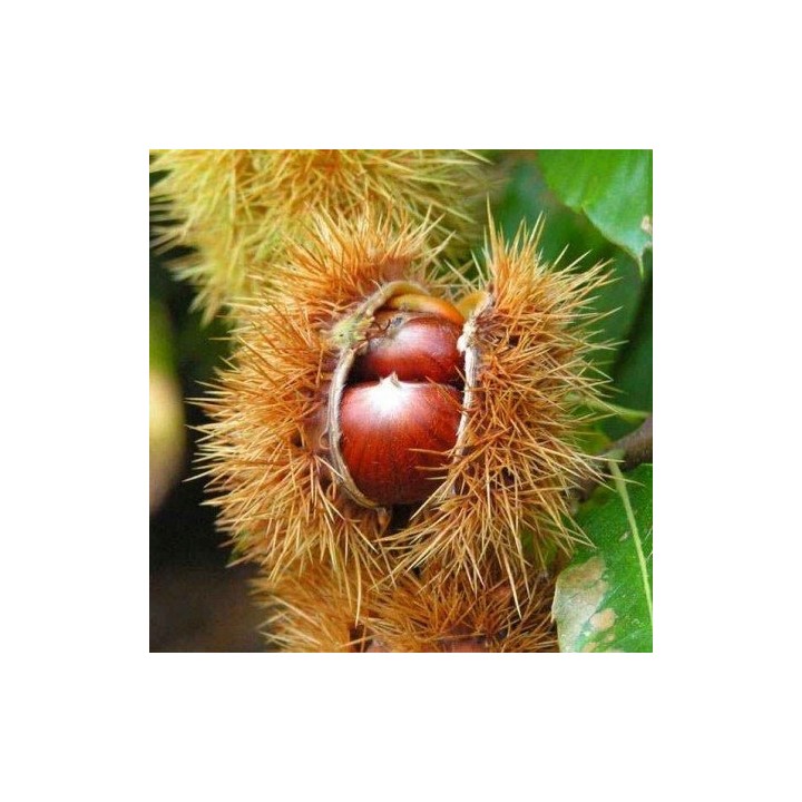 Kasztan Jadalny 50–60 cm — Sadzonka w Doniczce, Smaczne Owoce i Odporność do -25°C