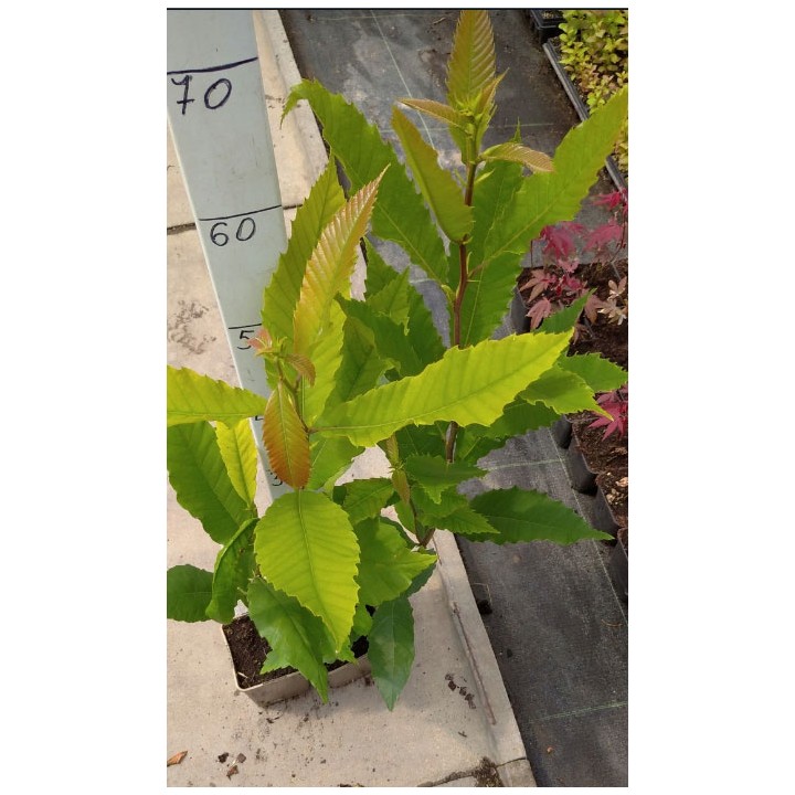 Kasztan jadalny 50–60 cm – Sadzonka premium, smaczne orzechy do pieczenia