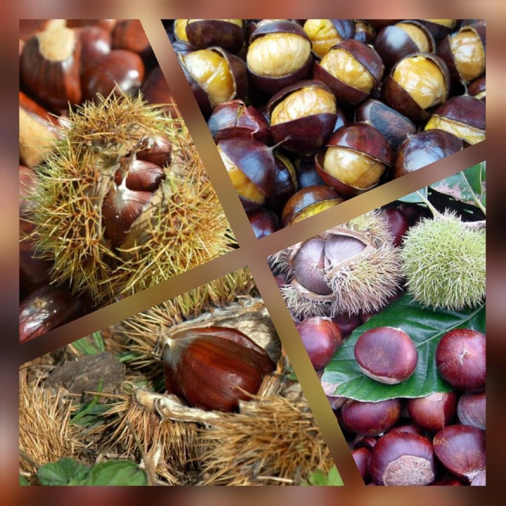 Kasztan Jadalny 50–60 cm — Sadzonka w Doniczce, Smaczne Owoce i Odporność do -25°C