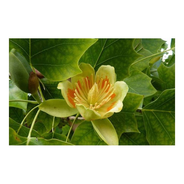 Kasztan jadalny 50–60 cm – Sadzonka premium, smaczne orzechy do pieczenia