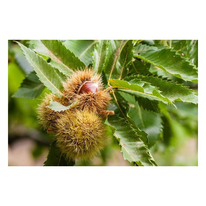 Kasztan Jadalny 50–60 cm — Sadzonka w Doniczce, Smaczne Owoce i Odporność do -25°C