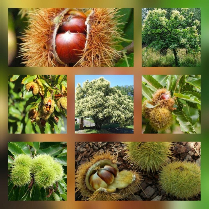 Kasztan Jadalny 50–60 cm — Sadzonka w Doniczce, Smaczne Owoce i Odporność do -25°C